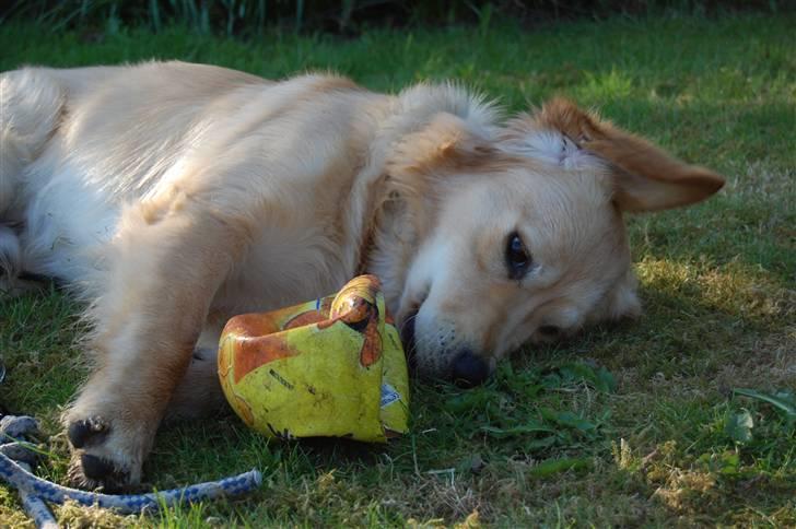 Golden retriever Futte | Himmel- Prinssen billede 8