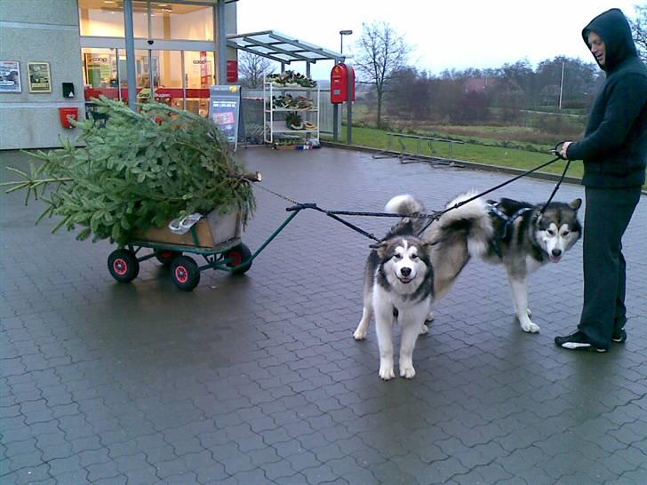 Alaskan malamute Moon song´s Tan Gaby DKCH - Rio skulle ikke have hele æren selv, jeg ville også hjælpe. billede 16