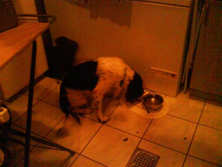 Field Trial spaniel R.I.P Blicher billede 3