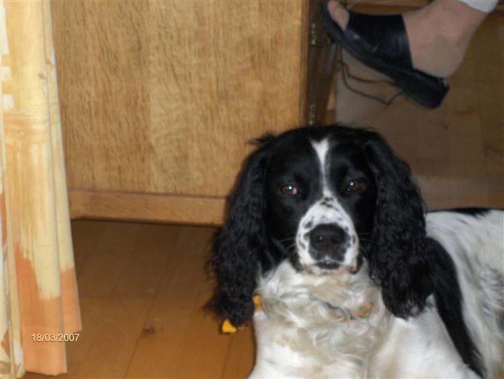 Field Trial spaniel R.I.P Blicher billede 9