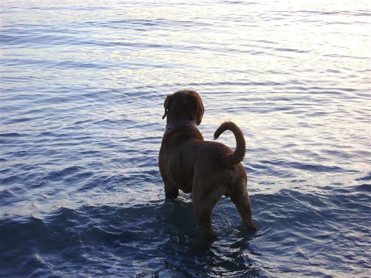 Dogue de bordeaux Ikaros R.I.P. - 16 mdr. gammel. billede 16