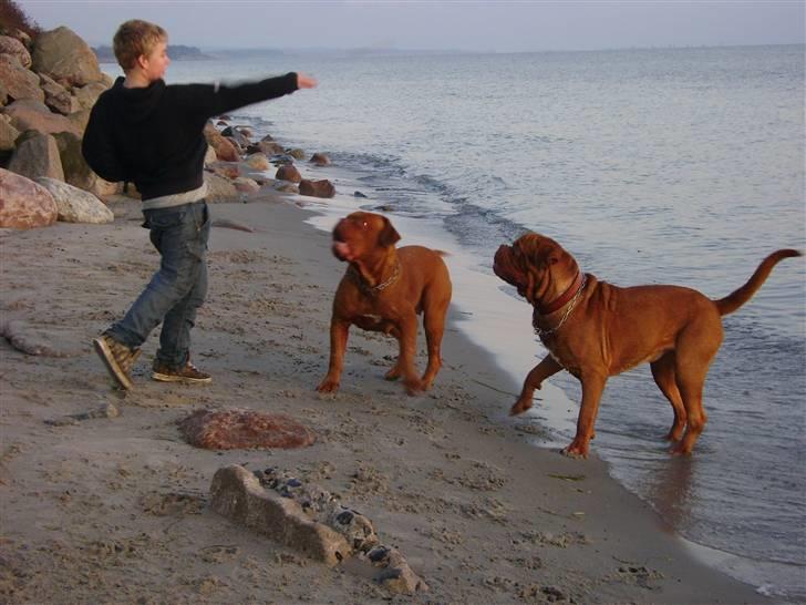 Dogue de bordeaux Ikaros R.I.P. - Basse, Pretty og Frederik dec. 08. billede 17