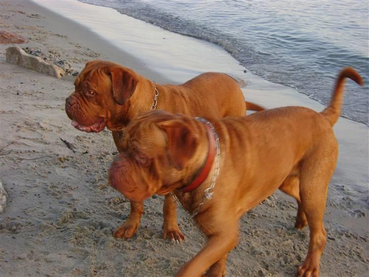 Dogue de bordeaux Pretty R.I.P. billede 9