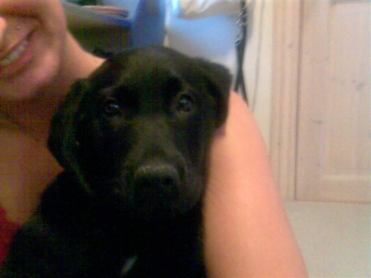Labrador retriever Rocko billede 1