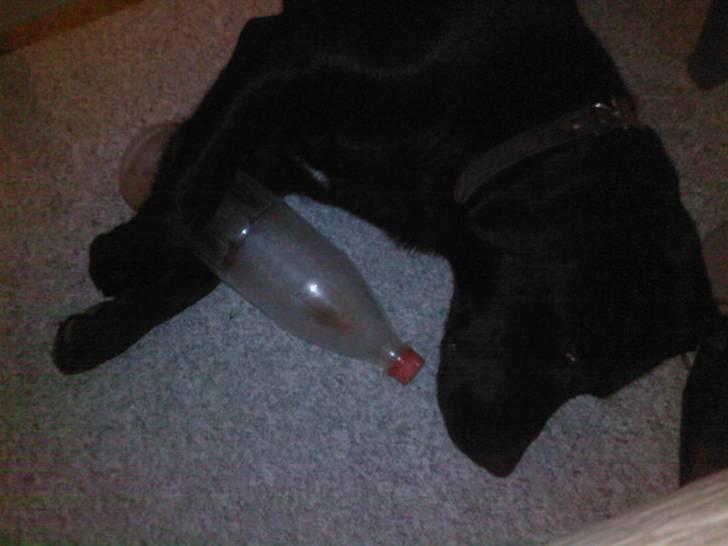 Labrador retriever Rocko billede 2