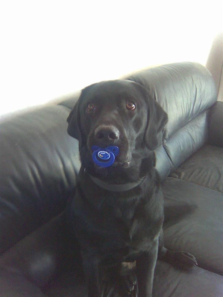 Labrador retriever Rocko - Vores egen lille pattebarn :) billede 3