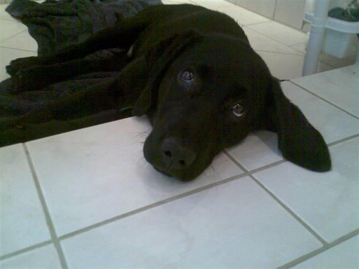 Labrador retriever Rocko billede 4