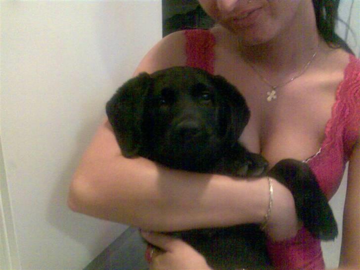 Labrador retriever Rocko billede 5