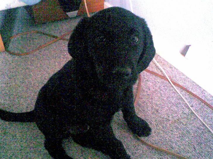 Labrador retriever Rocko billede 6
