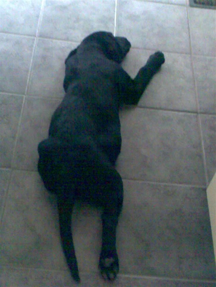 Labrador retriever Rocko billede 7