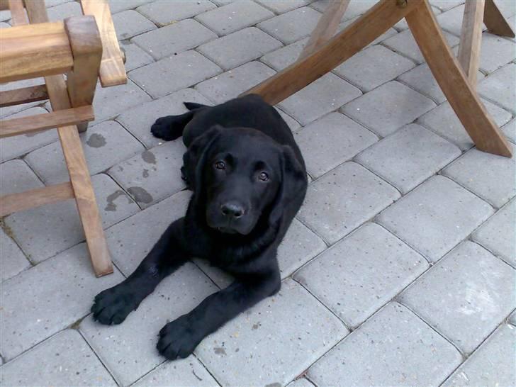 Labrador retriever Rocko billede 8