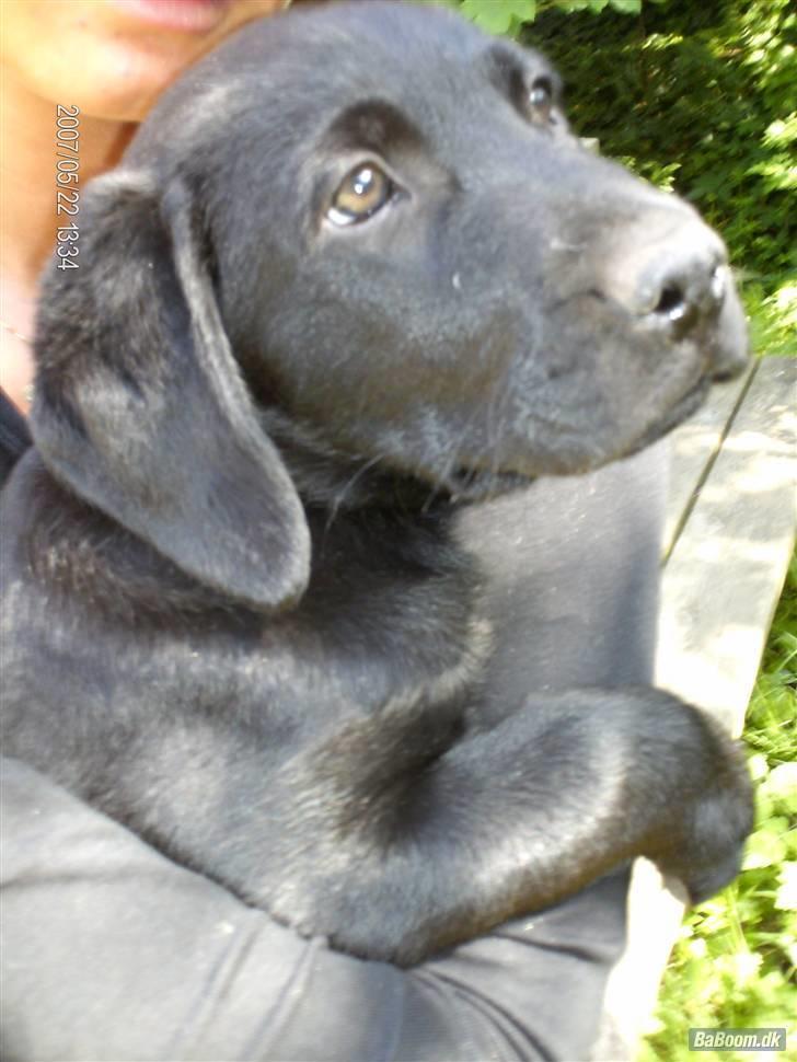 Labrador retriever Rocko billede 9