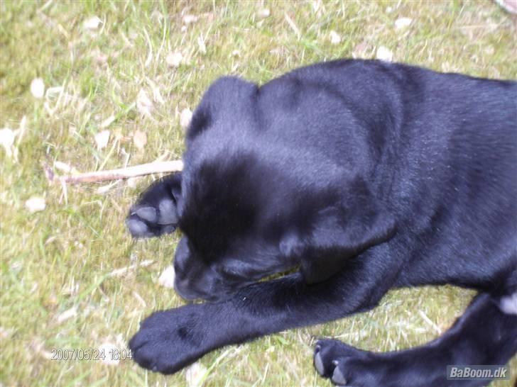 Labrador retriever Rocko billede 10