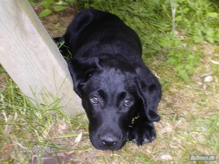 Labrador retriever Rocko billede 11