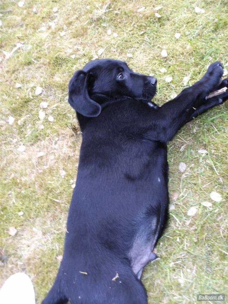 Labrador retriever Rocko billede 12