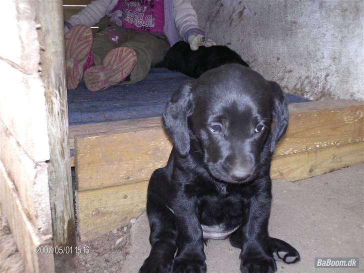 Labrador retriever Rocko billede 13
