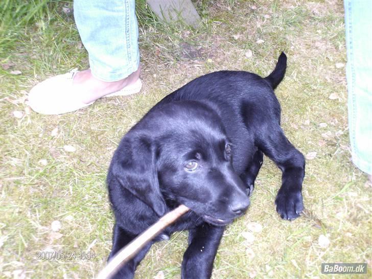 Labrador retriever Rocko - Bare rolig mus vi tager den ikke fra dig billede 14