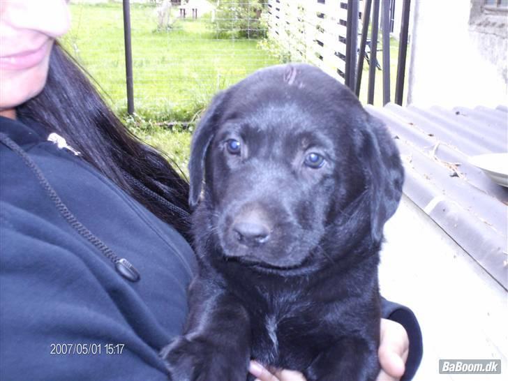 Labrador retriever Rocko - Den dag vi valgte ham <3 billede 15