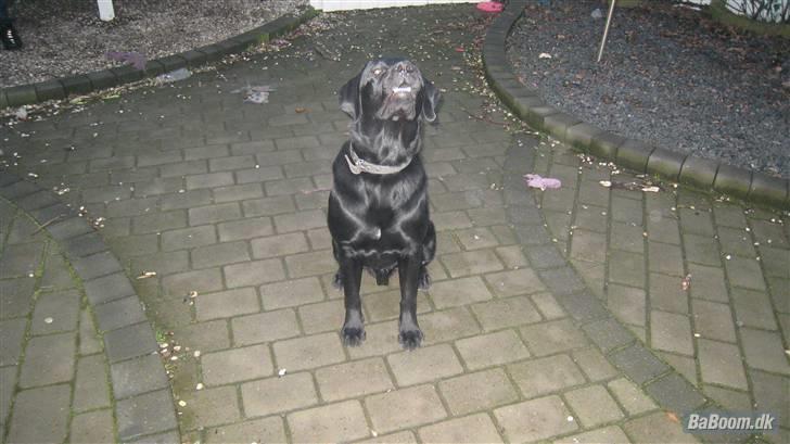 Labrador retriever Rocko billede 16