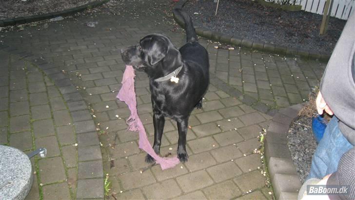 Labrador retriever Rocko - vores kære dreng har et eller andet med hånsklæder de skal helst ødelægges hvis han får lov :) billede 17
