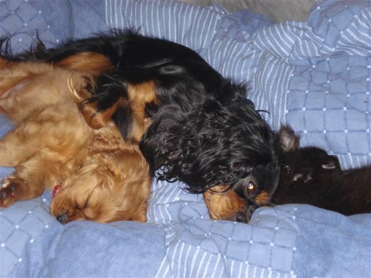 Cavalier king charles spaniel Grand Marica Sweet Q Alfa billede 10