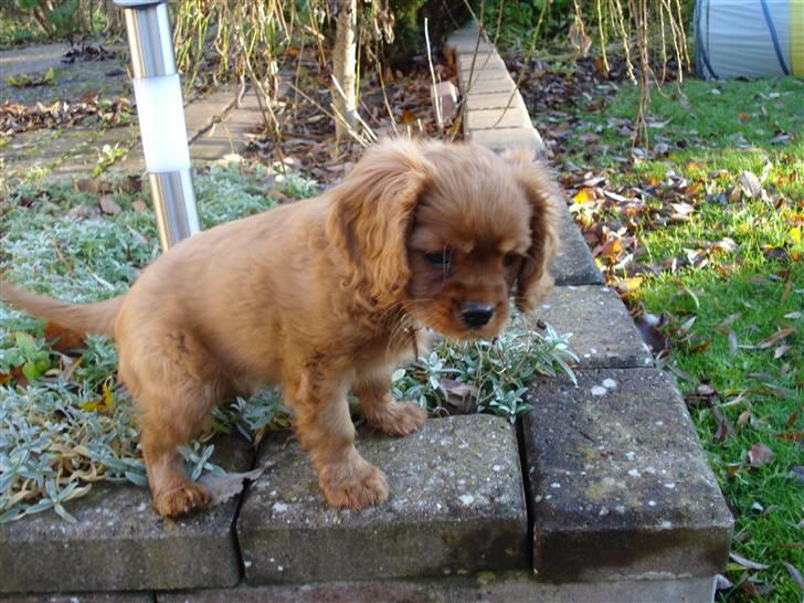 Cavalier king charles spaniel Grand Marica Sweet Q Alfa billede 11