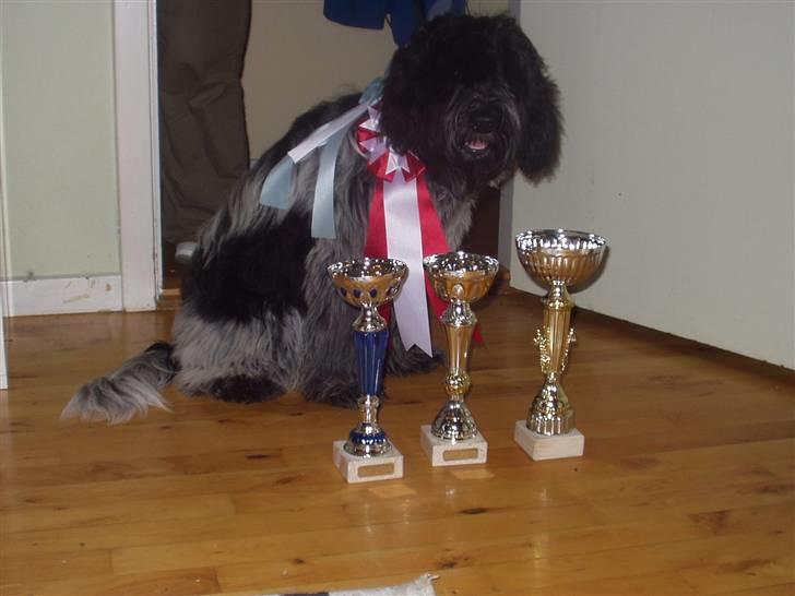 Schapendoes Elvis billede 17