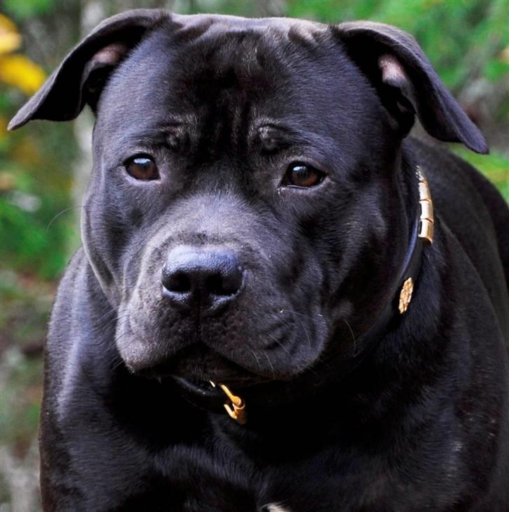 Staffordshire bull terrier Eddie - <3 billede 1