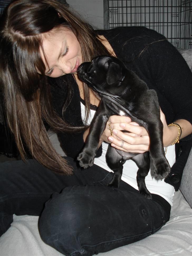 Staffordshire bull terrier Eddie - Eddie kysser mor ..  billede 2