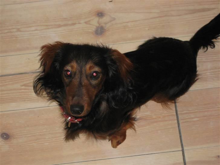 Dværggravhund Freja billede 6