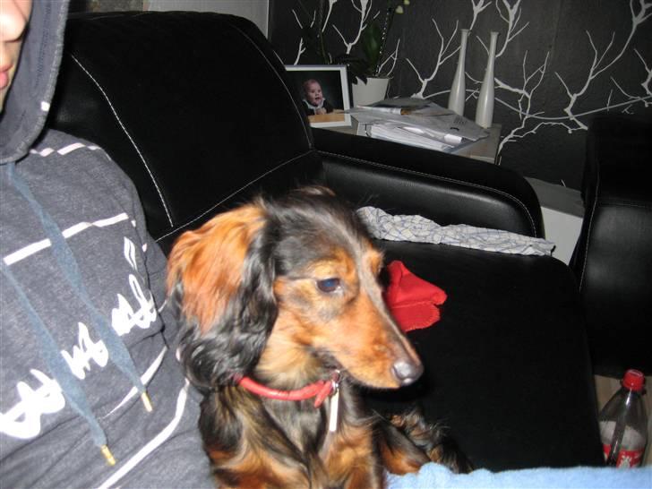 Dværggravhund Freja billede 7