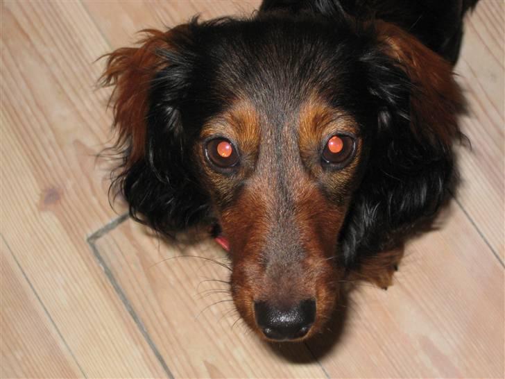 Dværggravhund Freja billede 8