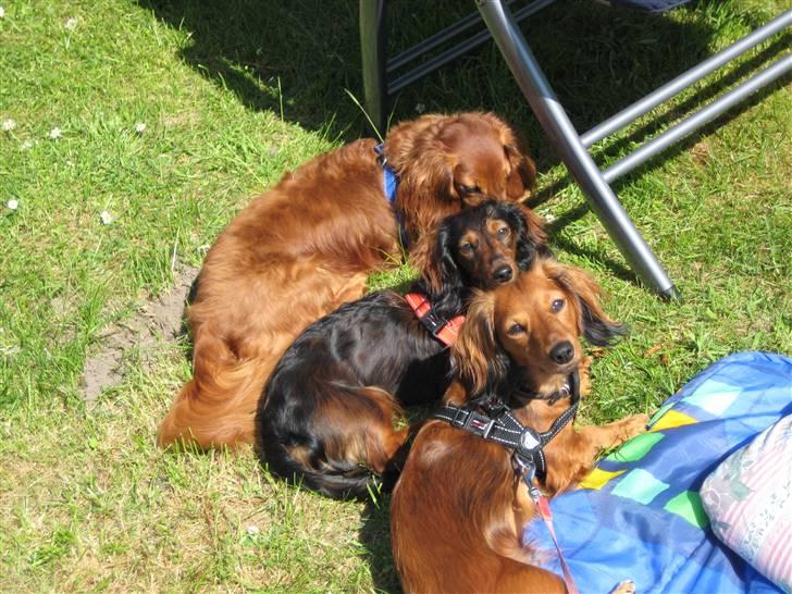 Dværggravhund Freja billede 9