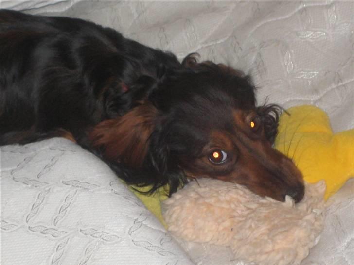 Dværggravhund Freja billede 10