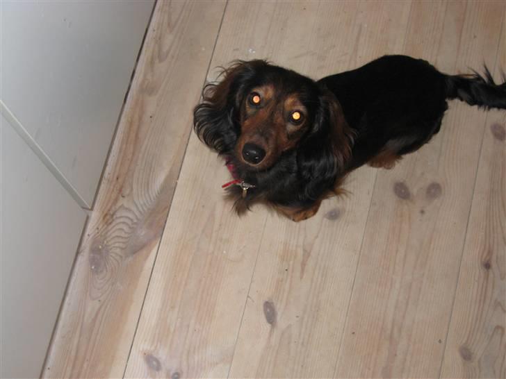 Dværggravhund Freja billede 11