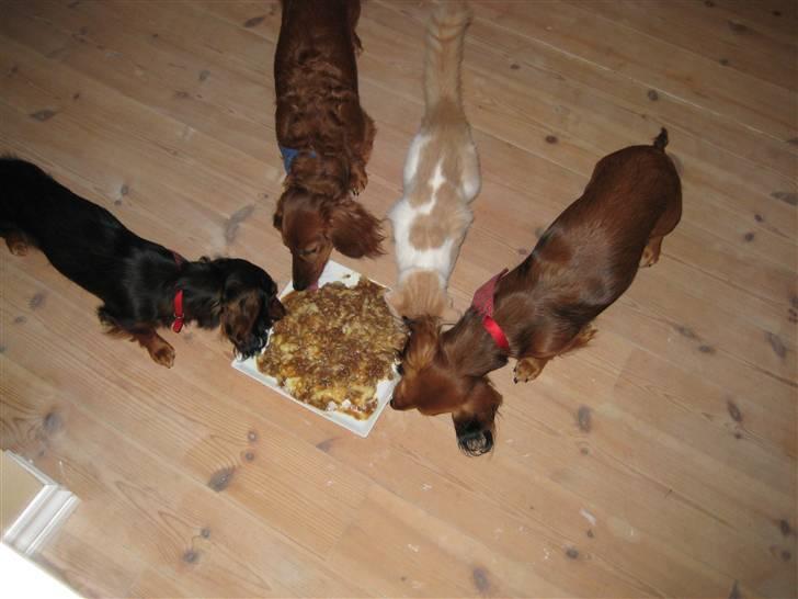 Dværggravhund Freja billede 12