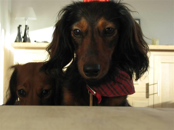 Dværggravhund Freja billede 13