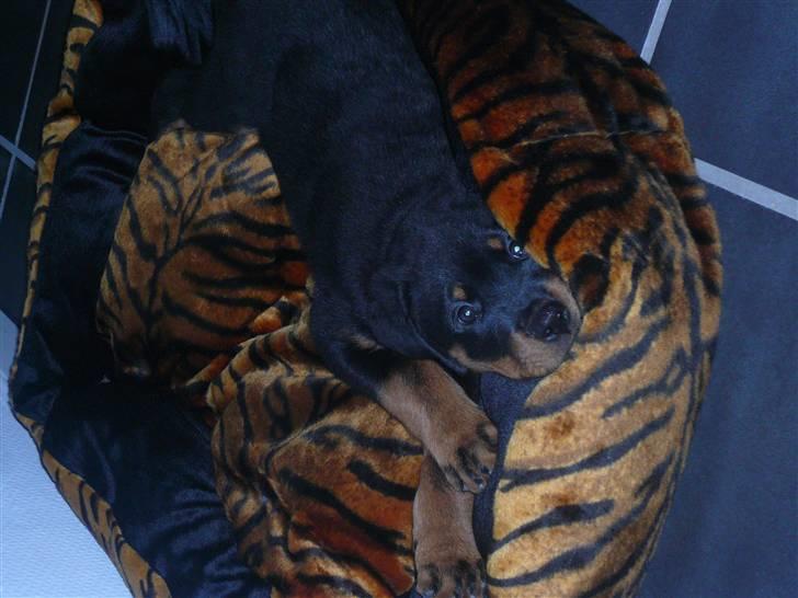 Rottweiler Keisu billede 1