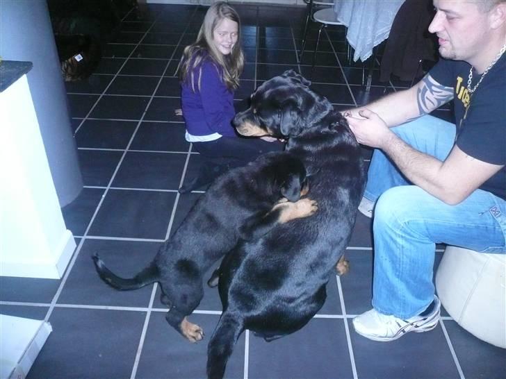 Rottweiler Keisu billede 2