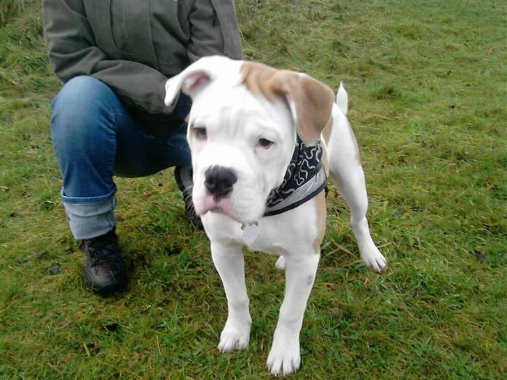 Olde english bulldogge Dexter - R.I.P - jeg er ved at blive stor (20 uger) billede 12