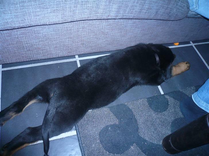 Rottweiler Keisu billede 3