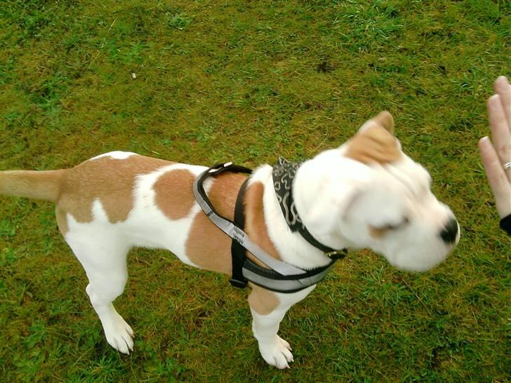 Olde english bulldogge Dexter - R.I.P - (20 uger) billede 13