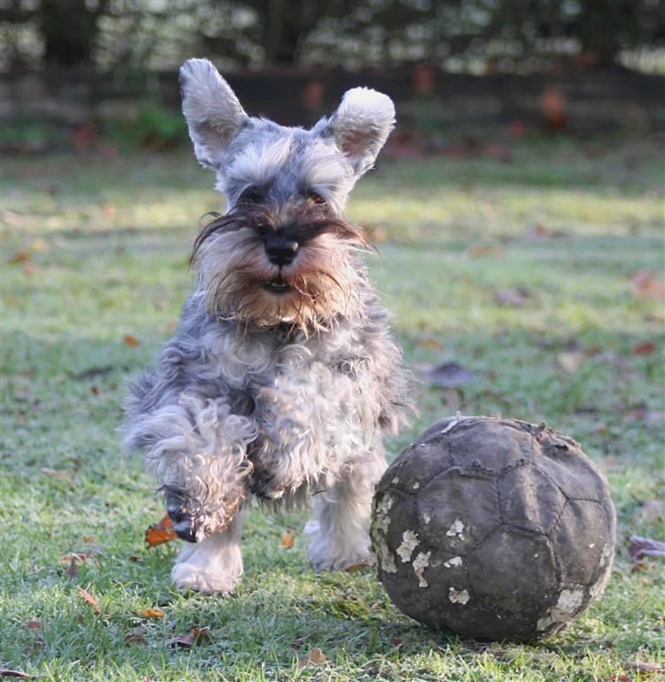 Dvaergschnauzer Dina billede 19