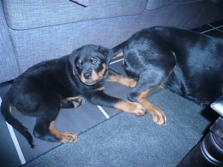 Rottweiler Keisu billede 4