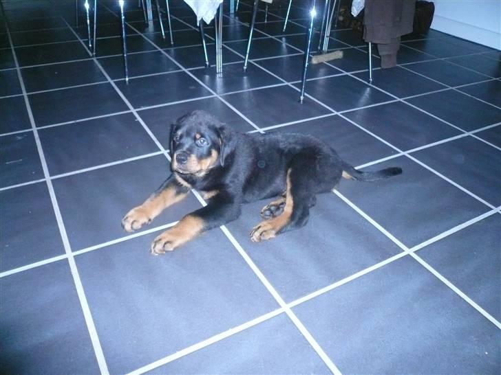 Rottweiler Keisu billede 5