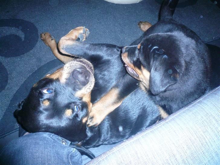 Rottweiler Keisu billede 6