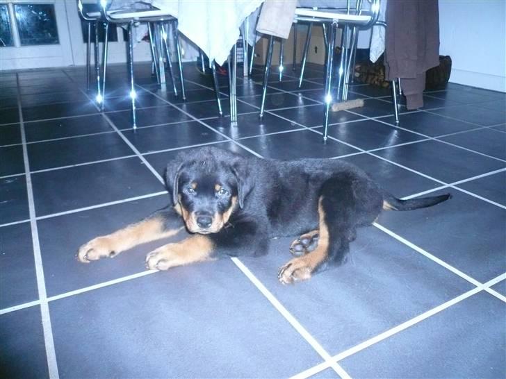 Rottweiler Keisu billede 7