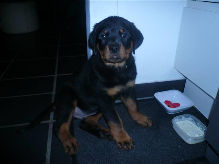 Rottweiler Keisu billede 8