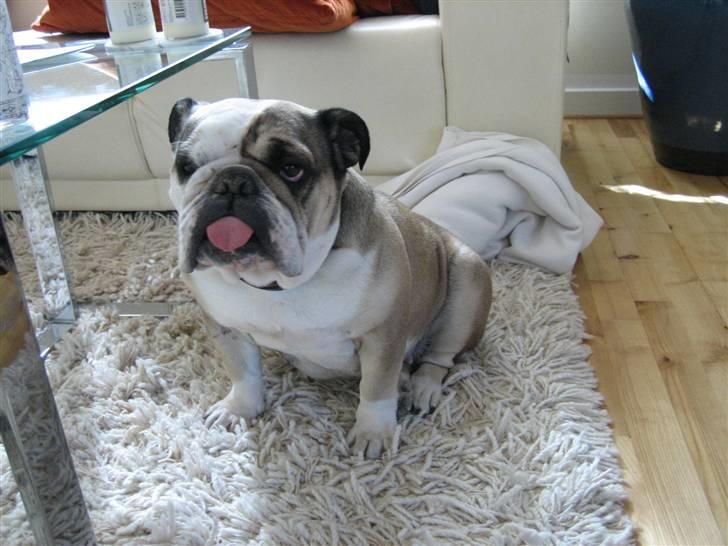 Engelsk bulldog *rip* sveske - tungen lige i munden billede 1