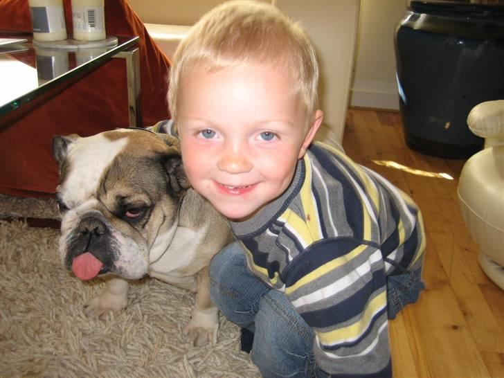 Engelsk bulldog *rip* sveske - min bedste ven victor billede 3